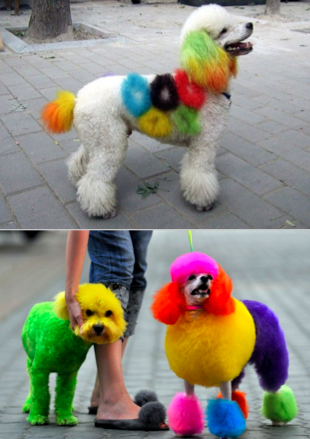 Dog styling